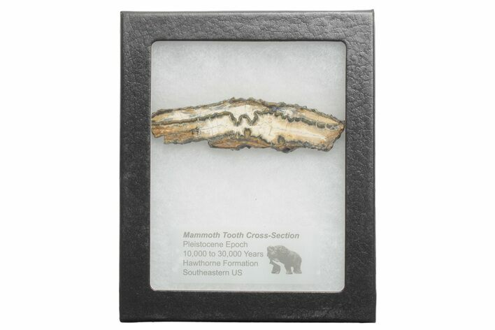Mammoth Molar Slice with Case - South Carolina #217920